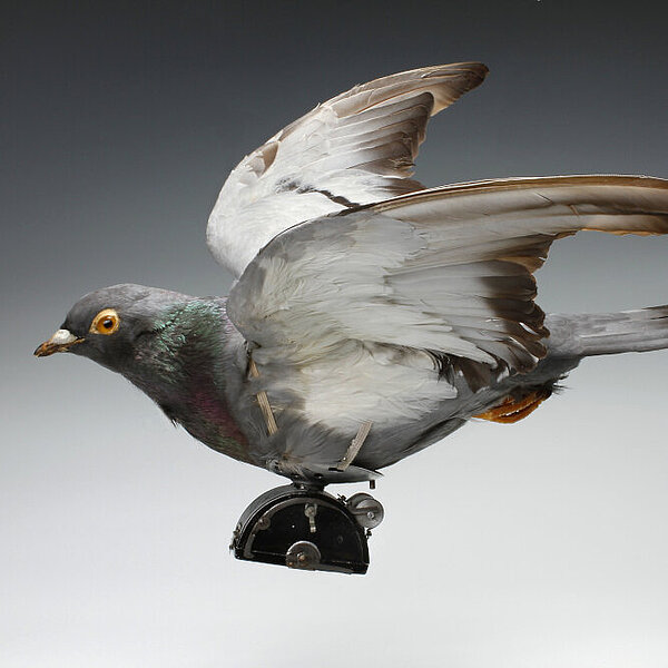Technischer Apparat befestigt an einem präparierten Vogel