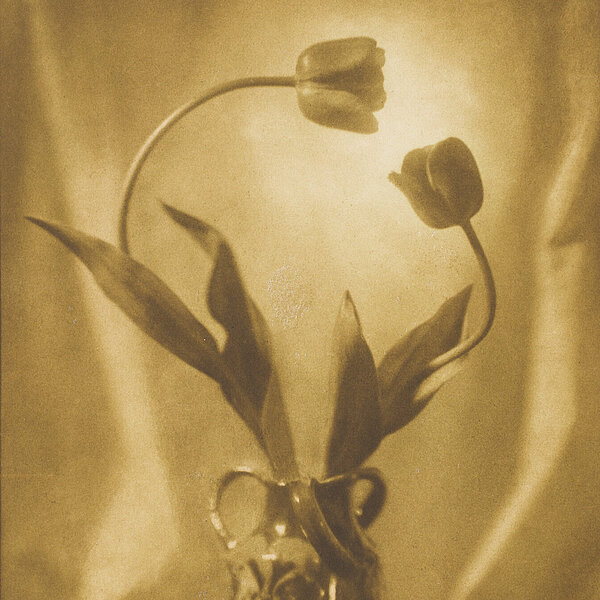 Stillleben von zwei Tulpen, die einander zugeneigt in der Bildmitte sind